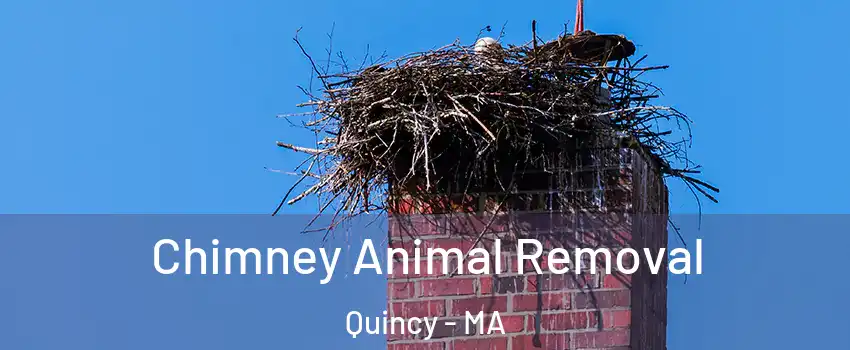  Chimney Animal Removal Quincy - MA
